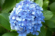 深圳婚前协议律师实务专题